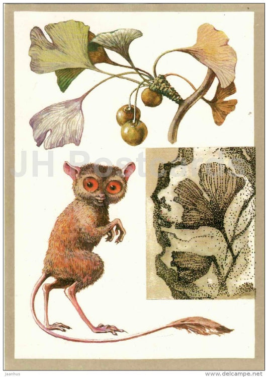 Tarsier - Ginkgo biloba - Protected Animals and Plants - 1983 - Russia USSR - unused - JH Postcards