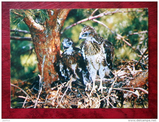 Common Buzzard - Buteo buteo - birds - 1982 - Russia - USSR - used - JH Postcards
