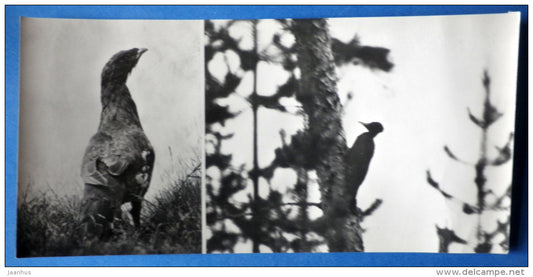capercaillie - Black Woodpecker , Dryocopus martius - Kandalaksha Nature Reserve - 1974 - Russia USSR - unused - JH Postcards
