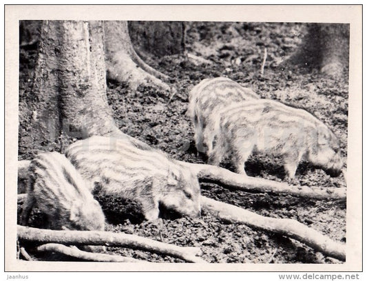 wild boar - photo - Estonia USSR - unused - JH Postcards