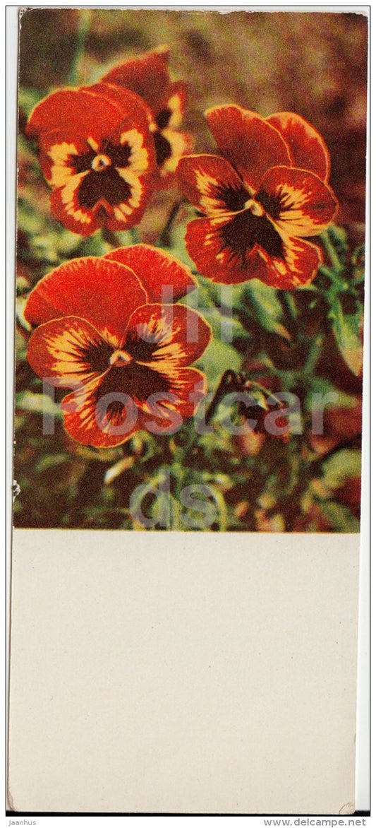 mini Birthday greeting card - pansy - flowers - Latvia USSR - unused - JH Postcards