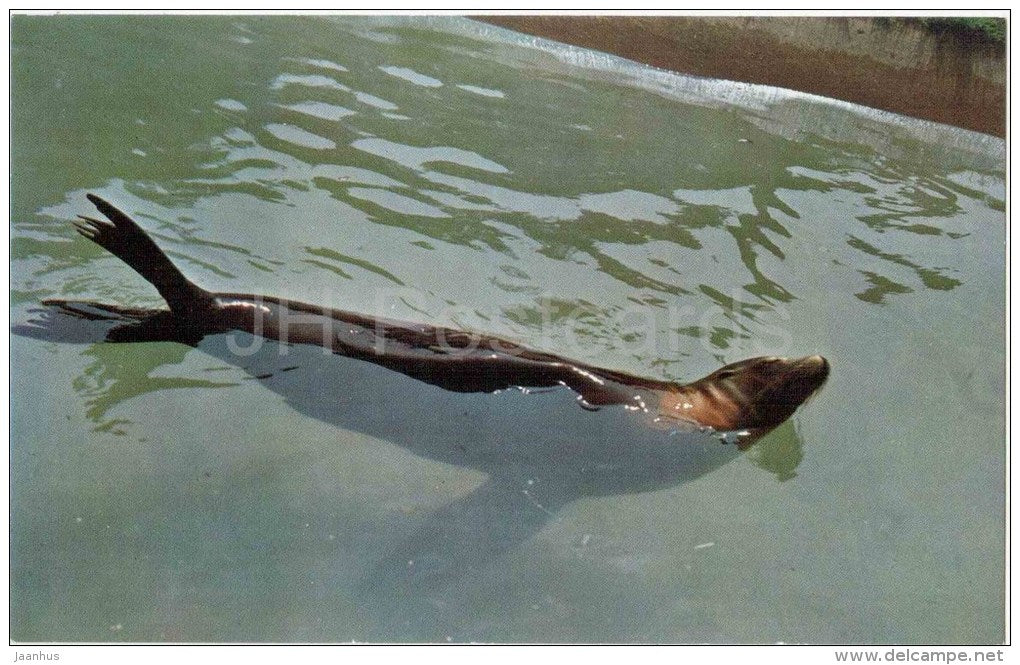 Californian Sea Lion - Zalophus californianus - WZ 25 - animals - USA - unused - JH Postcards
