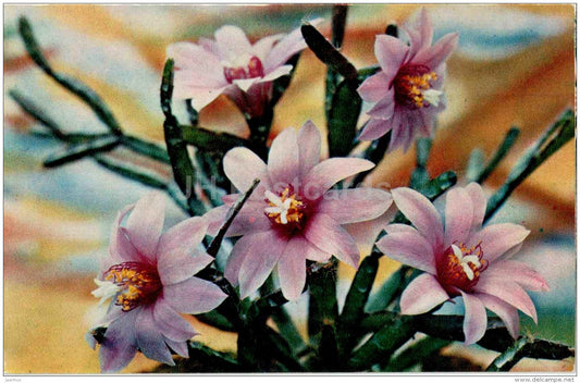 Rhipsalidopsis pink - flowers - 1974 - Russia USSR - unused - JH Postcards