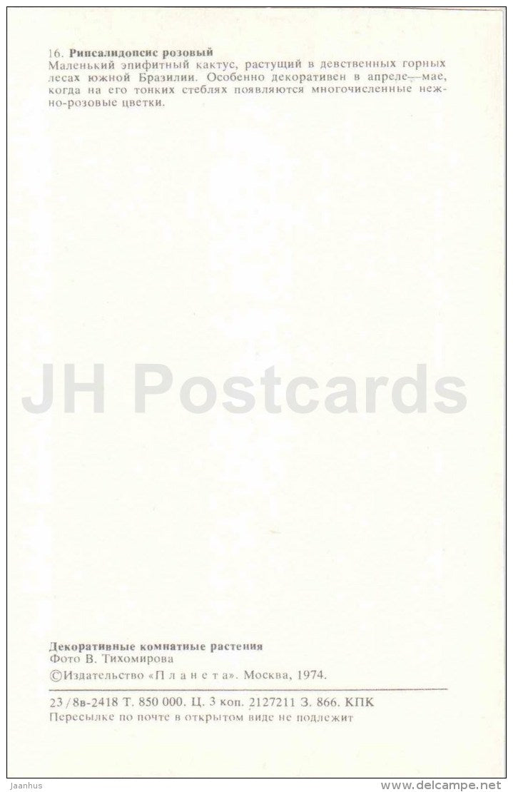Rhipsalidopsis pink - flowers - 1974 - Russia USSR - unused - JH Postcards
