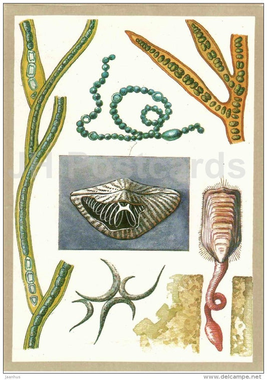 brachiopods - seaweed - Protected Animals and Plants - 1983 - Russia USSR - unused - JH Postcards