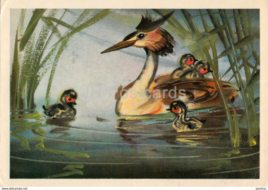 Great crested grebe - Podiceps cristatus - birds - animals - illustration - 1980 - Russia USSR - unused - JH Postcards