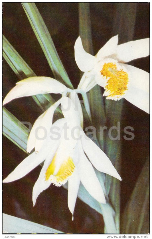 Thunia marshalliana - flowers - Orchid - Russia USSR - 1981 - unused - JH Postcards