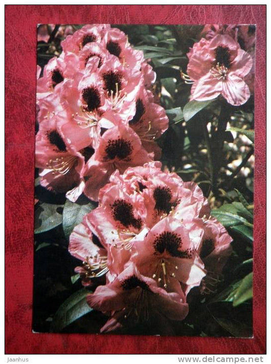 rhododendron - Marchones of Lansdowne -  flowers - Czechoslovakia - unused - JH Postcards
