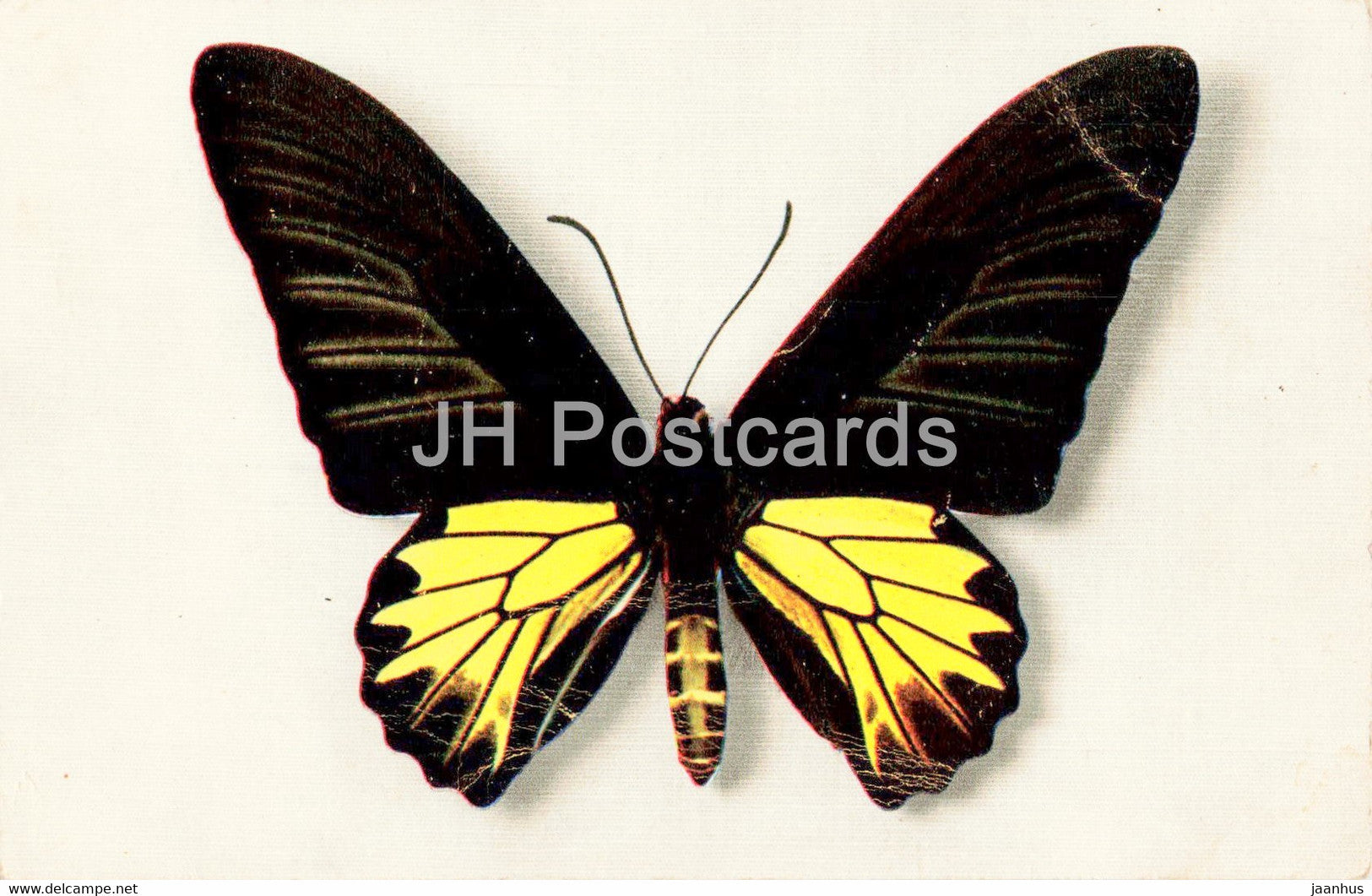 Papilio Aecus Kaguya - butterfly - old postcard - France - unused - JH Postcards