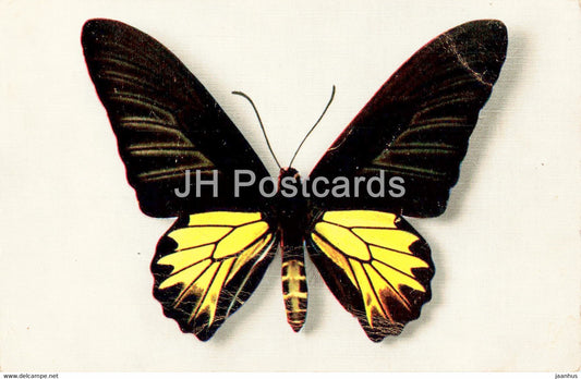 Papilio Aecus Kaguya - butterfly - old postcard - France - unused - JH Postcards