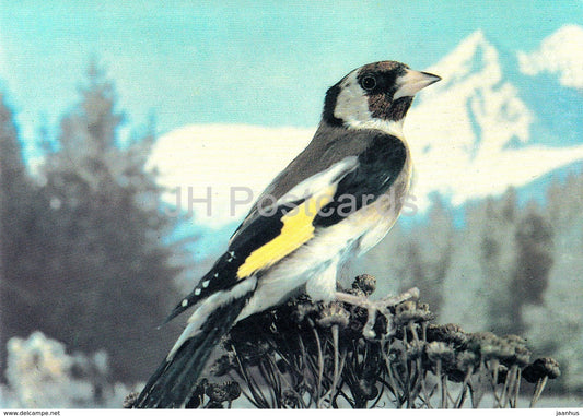 European goldfinch - Carduelis carduelis - birds - 1985 - Russia USSR - unused - JH Postcards