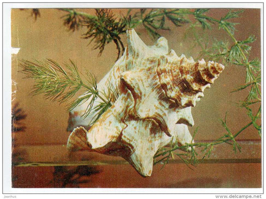 Queen Conch - Strombus gigas - shells - clams - mollusc - 1974 - Russia USSR - unused - JH Postcards