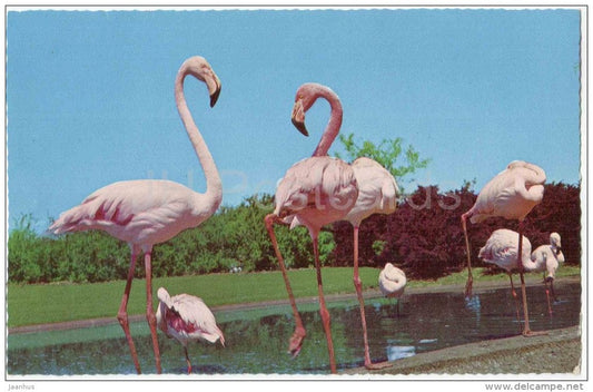 Flamingos - Phoenicopterus ruber - WZ 34 - birds - USA - unused - JH Postcards