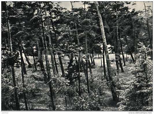 a view from Birute hill - Palanga - Lithuania USSR - unused - JH Postcards