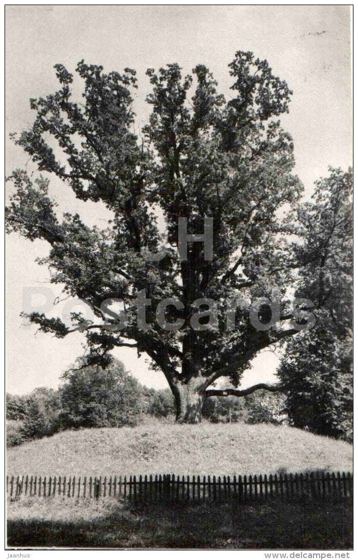 Oak secluded - Pushkin - Trigorskoye - 1987 - Russia USSR - unused - JH Postcards
