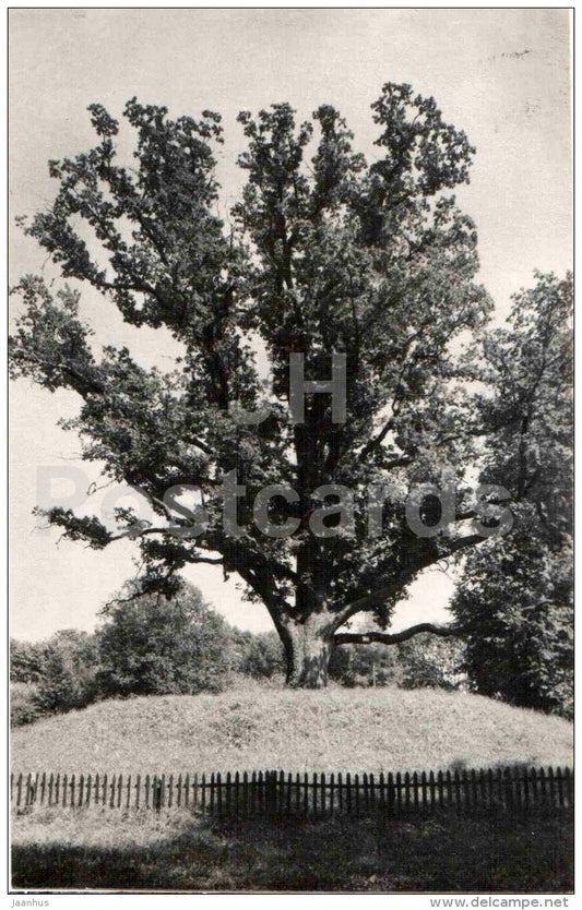 Oak secluded - Pushkin - Trigorskoye - 1987 - Russia USSR - unused - JH Postcards
