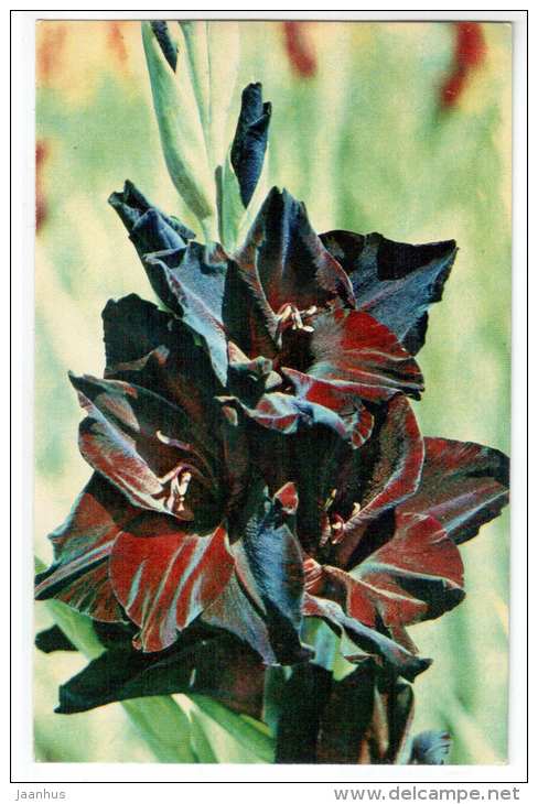 Ada - gladiolus - flowers - 1972 - Russia USSR - unused - JH Postcards