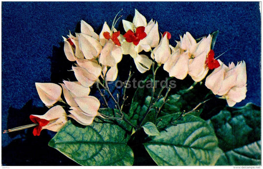 Clerodendrum thomsoniae - flowers - 1974 - Russia USSR - unused - JH Postcards