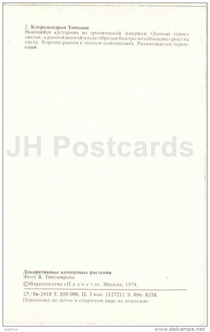 Clerodendrum thomsoniae - flowers - 1974 - Russia USSR - unused - JH Postcards