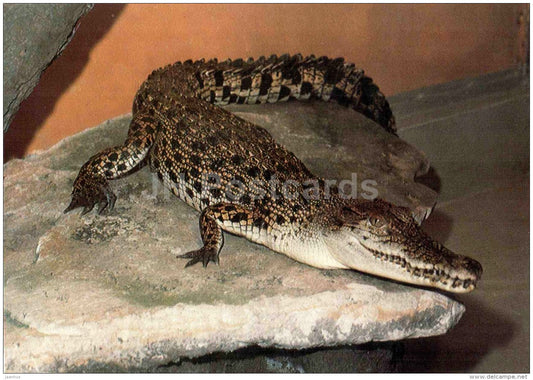 Gharial - crocodile - Gavialis gangeticus - animal - Zoo Animals - Czehoslovakia - unused - JH Postcards