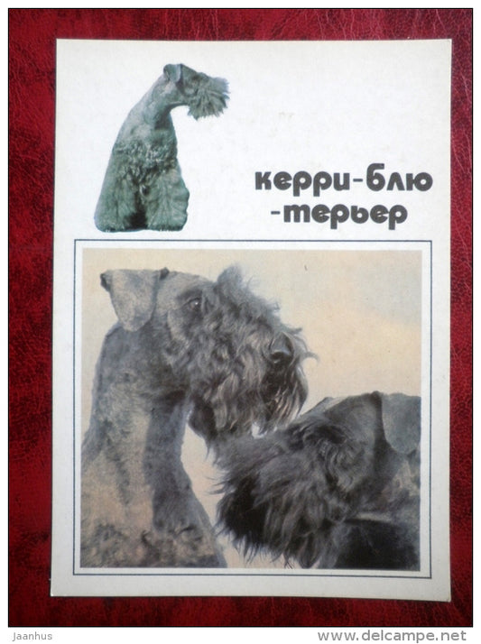 Kerry Blue Terrier - dogs - 1991 - Russia - USSR - unused - JH Postcards