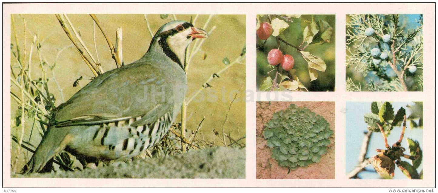 Chukar partridge - Alectoris chukar - cherry-plum - Chatkalsky National Park - 1976 - Uzbekistan USSR - unused - JH Postcards