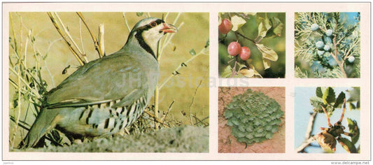 Chukar partridge - Alectoris chukar - cherry-plum - Chatkalsky National Park - 1976 - Uzbekistan USSR - unused - JH Postcards