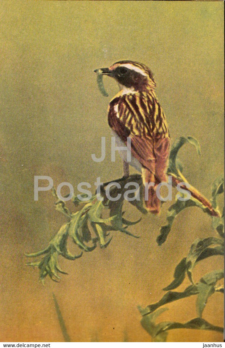 Whinchat - Male bird - Saxicola rubetra - birds - 1968 - Russia USSR - unused - JH Postcards