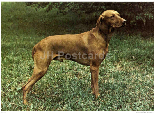 Vizsla - Hungarian Shorthaired Pointer - dog - Russia USSR - unused - JH Postcards