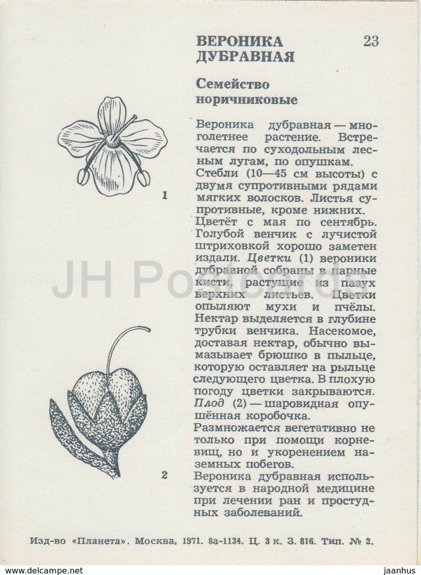 Gamander-Ehrenpreis – Veronica chamaedrys – Wildblumen – 1971 – Russland UdSSR – unbenutzt