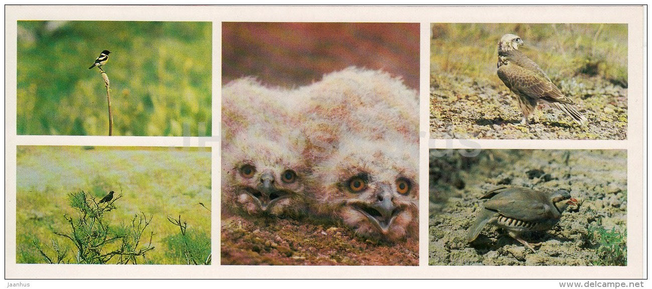 Bearded vulture - The Caspian Ular - Alectoris - birds - Kopet Dagh Nature Reserve - 1985 - Turkmenistan USSR - unused - JH Postcards