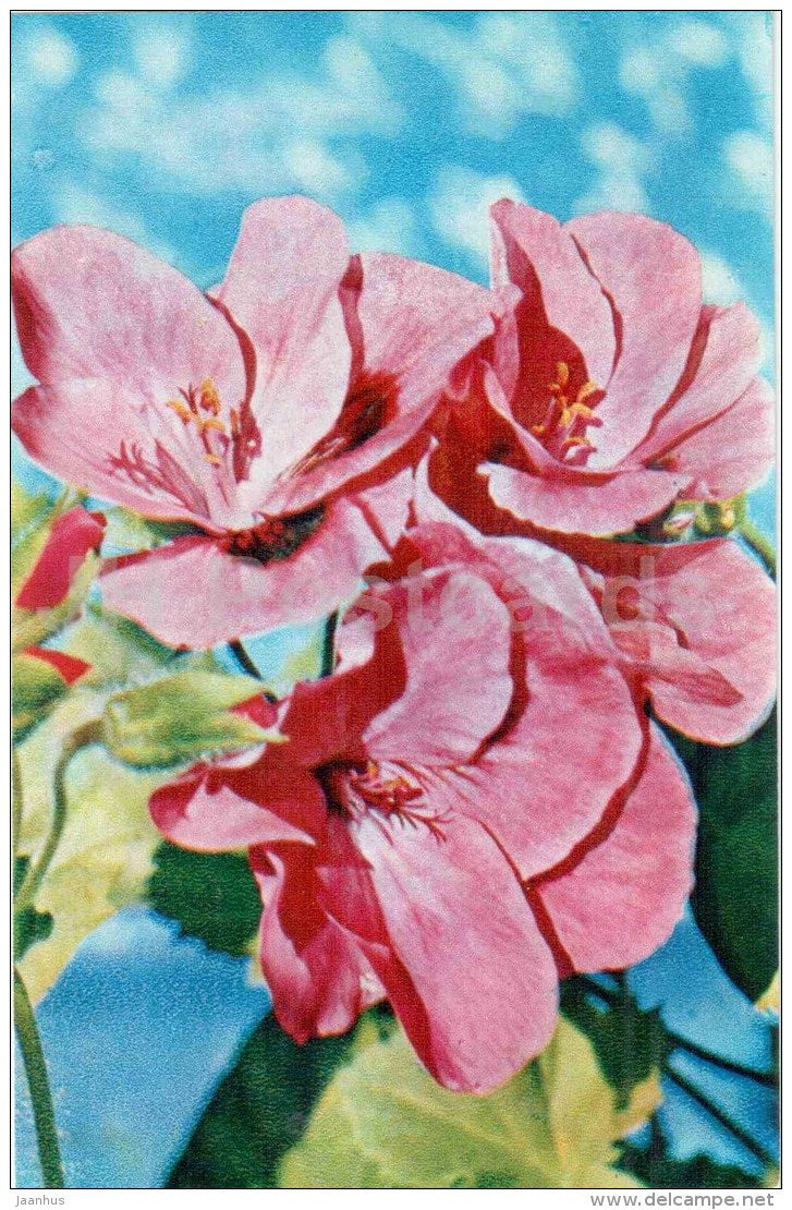 Pelargonium - flowers - 1974 - Russia USSR - unused - JH Postcards