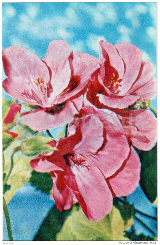 Pelargonium - flowers - 1974 - Russia USSR - unused - JH Postcards