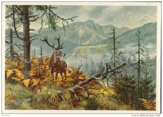 Deer - illustration - old postcard - Russia USSR - unused - JH Postcards