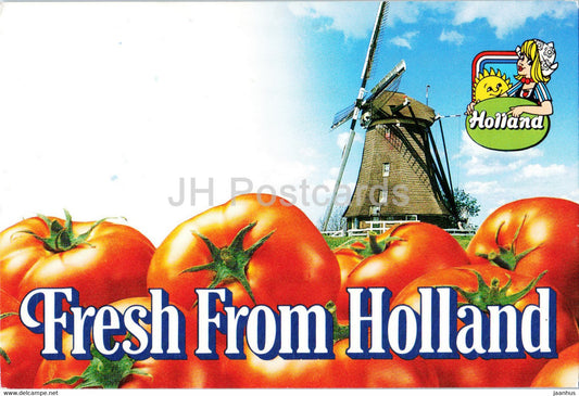 Fresh from Holland - tomato - windmill - 1984 - Netherlands - used - JH Postcards