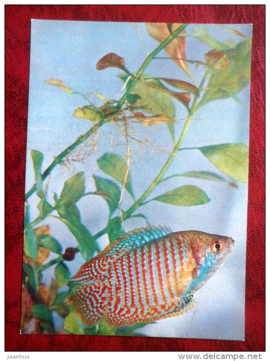Dwarf gourami - Colisa lalia - aquarium fish - 1980 - Russia USSR - unused - JH Postcards