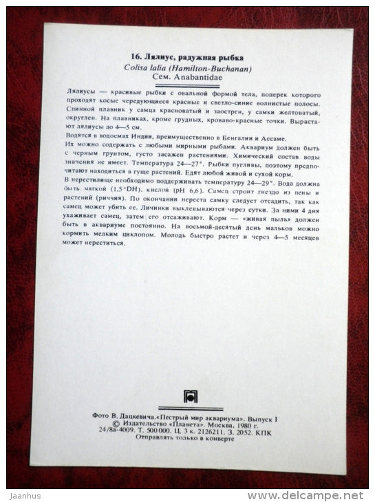 Dwarf gourami - Colisa lalia - aquarium fish - 1980 - Russia USSR - unused - JH Postcards