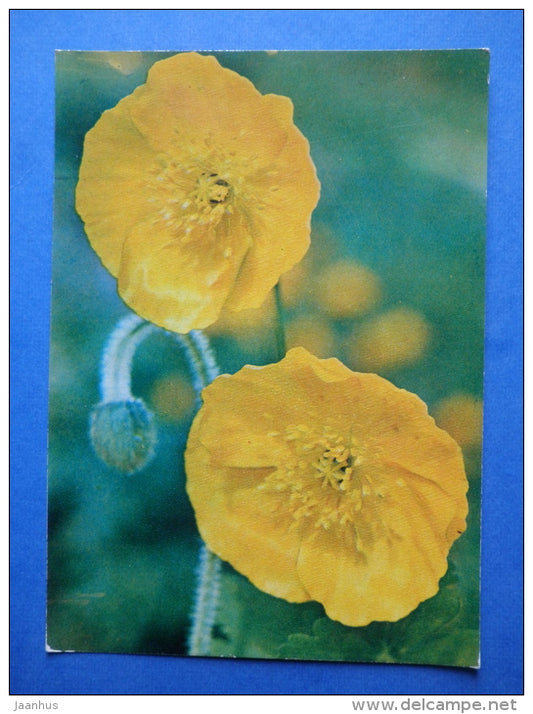 Papaver pseudocanescens - flowers - Botanical Garden of the USSR - 1973 - Russia USSR - JH Postcards