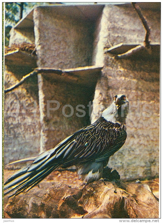 Bearded vulture - Gypaetus barbatus - bird - Moscow Zoo - 1982 - Russia USSR - unused - JH Postcards