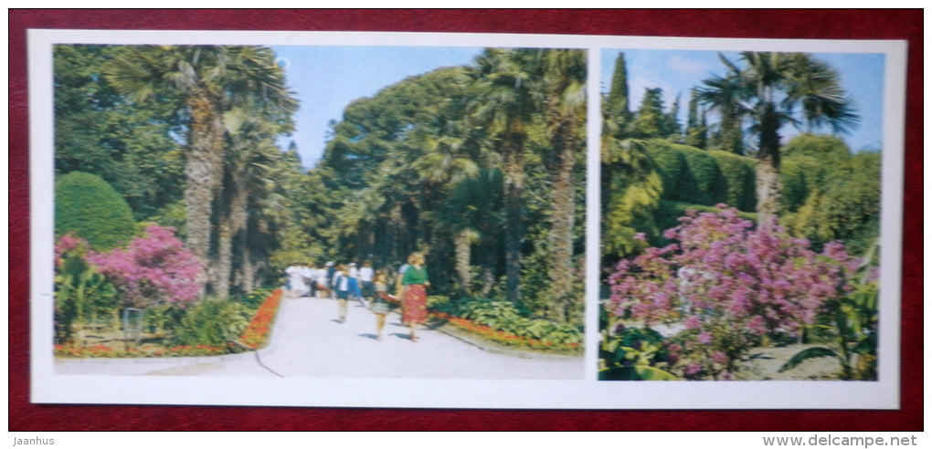 Trachycarpus fortunei , Chusan palm - park - Nikitsky Botanical Garden - 1982 - Ukraine USSR - unused - JH Postcards