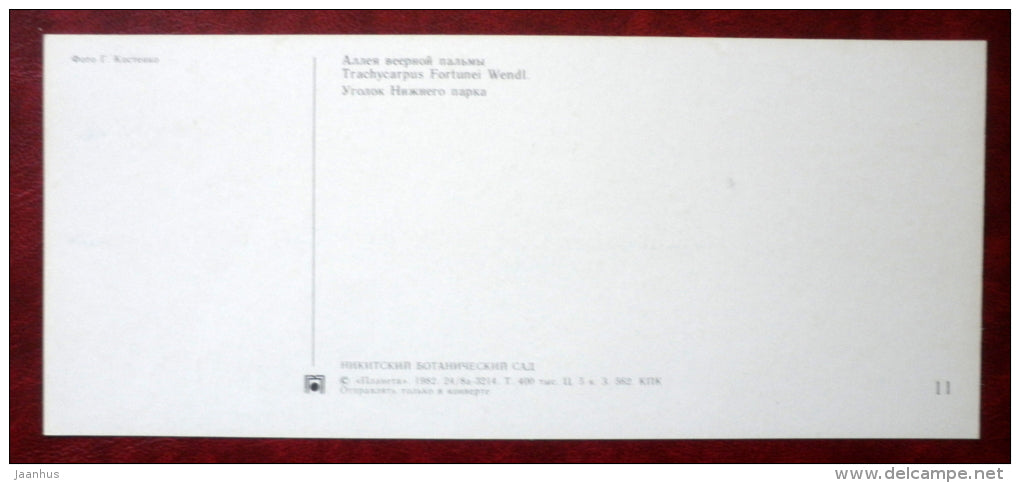 Trachycarpus fortunei , Chusan palm - park - Nikitsky Botanical Garden - 1982 - Ukraine USSR - unused - JH Postcards
