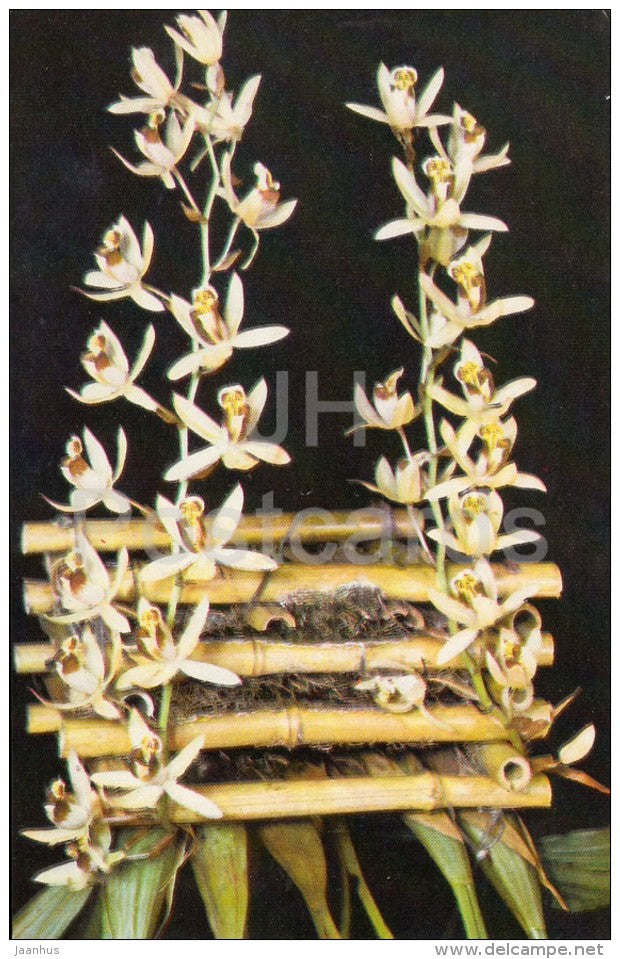 Coelogyne massangeana - flowers - Orchid - Russia USSR - 1981 - unused - JH Postcards