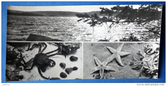 inhabitants of the seabed - crab - starfish - Kandalaksha Nature Reserve - 1974 - Russia USSR - unused - JH Postcards