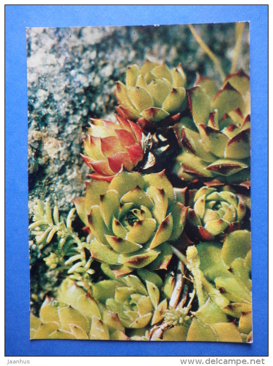 Sempervivum globiferum - flowers - Botanical Garden of the USSR - 1973 - Russia USSR - JH Postcards