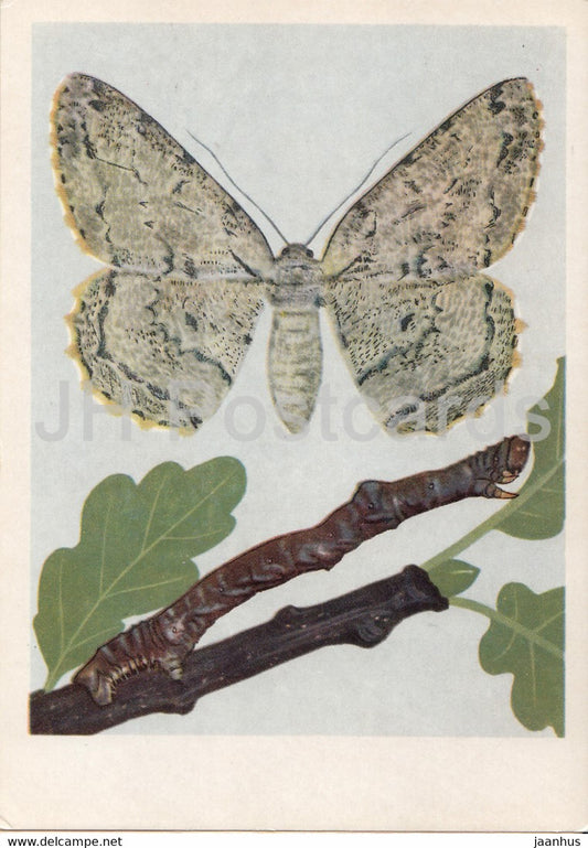 Przylepek nadebek - Hypomecis roboraria - Boarmia roboraria - moth - insects - illustration - Poland - unused - JH Postcards