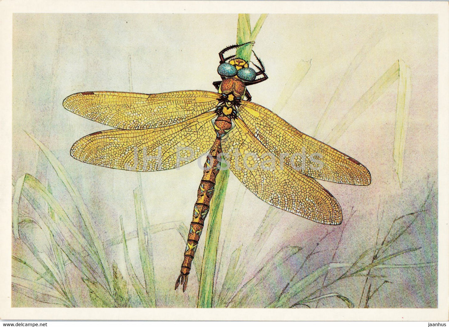 Aeshna grandis - Brown hawker - dragonfly - Insects - illustration - 1987 - Russia USSR - unused - JH Postcards