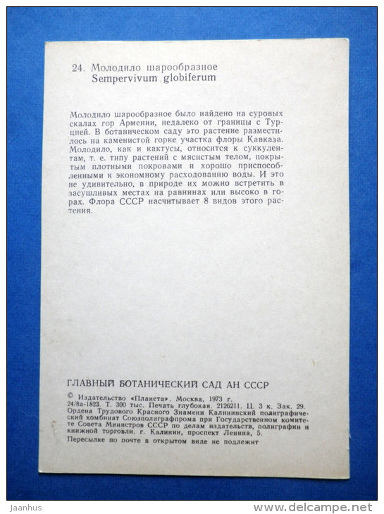 Sempervivum globiferum - flowers - Botanical Garden of the USSR - 1973 - Russia USSR - JH Postcards