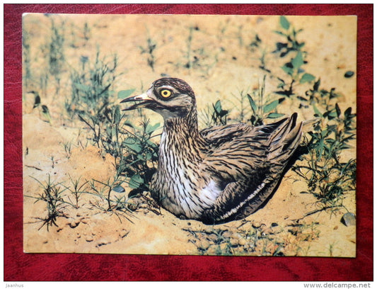 Eurasian Stone-curlew - Burhinus oedicnemus - birds - 1984 - Russia - USSR - used - JH Postcards