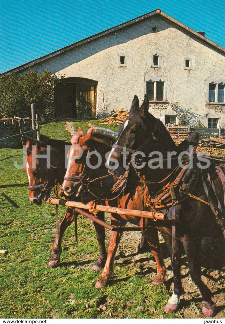 In den Freibergen - horse - Switzerland - unused - JH Postcards