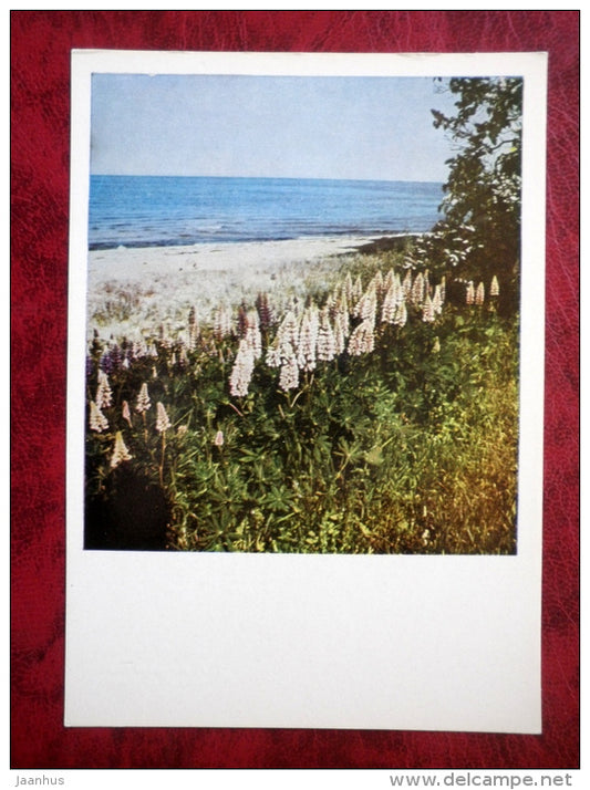 Vidzemes seaside - coastal plants - Vidzeme - 1980 - Latvia USSR - unused - JH Postcards